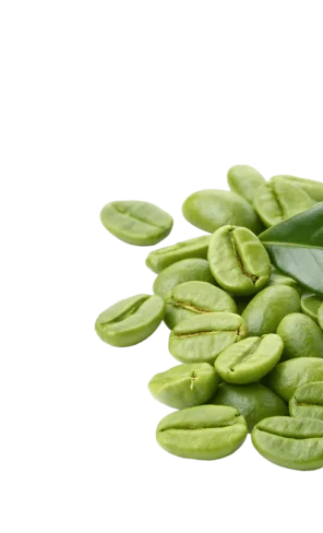 Green coffee bean extract